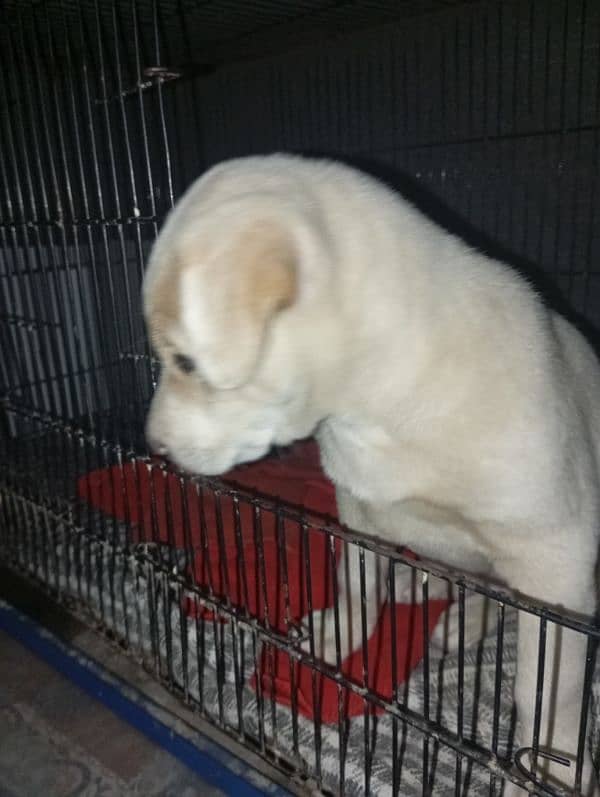 Labrador female puppy urgent sale 1