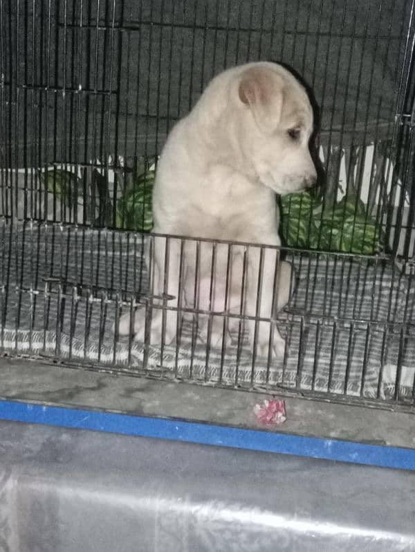 Labrador female puppy urgent sale 2