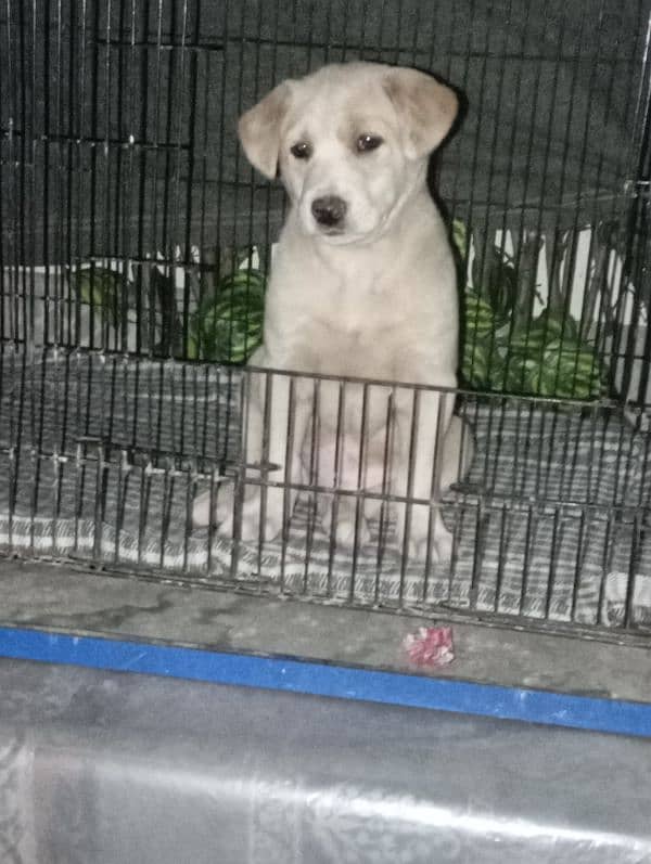 Labrador female puppy urgent sale 3