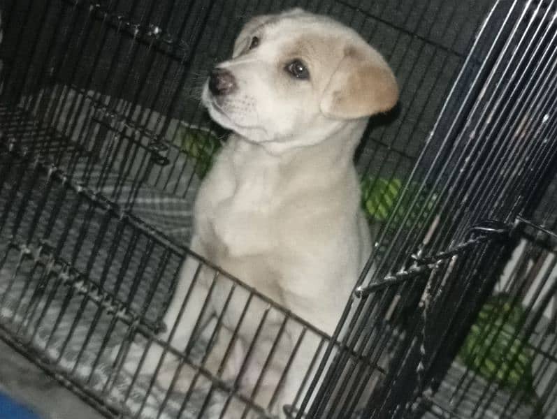 Labrador female puppy urgent sale 4