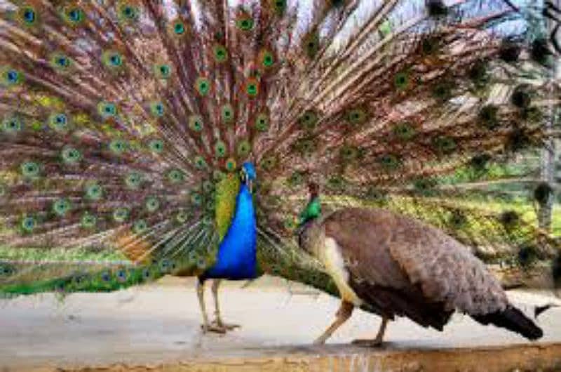 Peacock Breeder Pair for sale 0