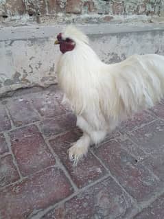 White silkie Breeder Male