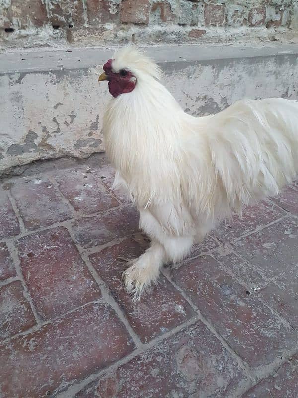 White silkie Breeder Male 0