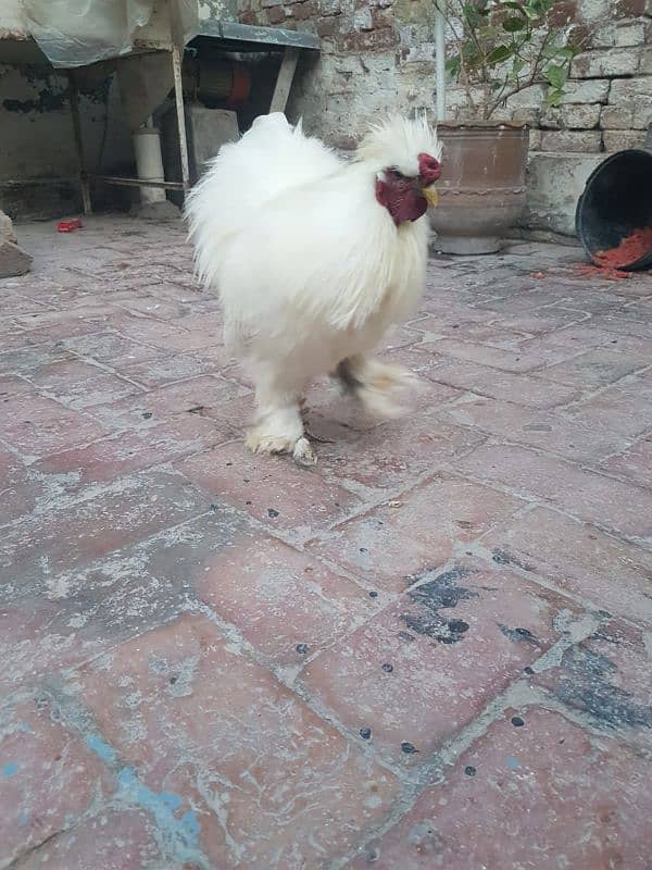 White silkie Breeder Male 1