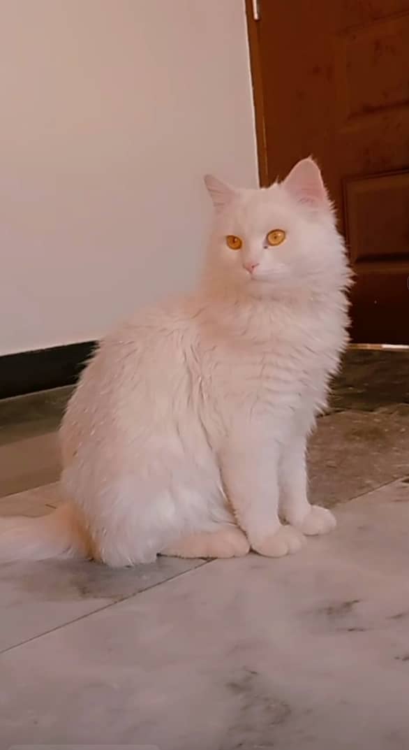 Persian cat 1