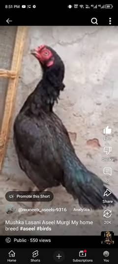 Pure Lasani Aseel Murgi Mushka Madi Black Hen 03286919456