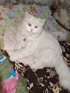 Persian eyes color changed female only serious buyers contact