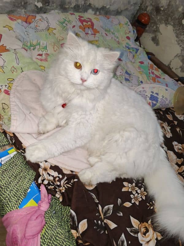 Persian eyes color changed female only serious buyers contact 0