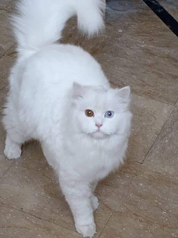 Persian eyes color changed female only serious buyers contact 1