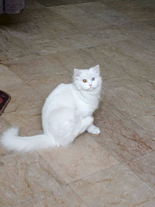 Persian eyes color changed female only serious buyers contact 2