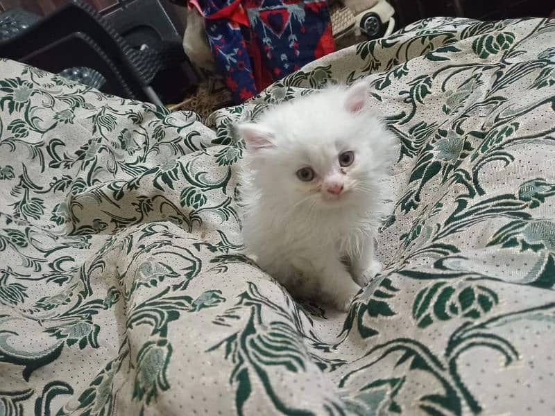 Persian kitten urgent sale 1