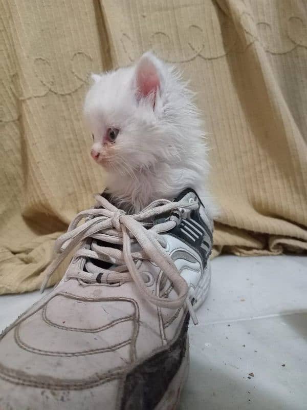 Persian kitten urgent sale 4