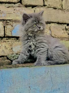 persian kitty