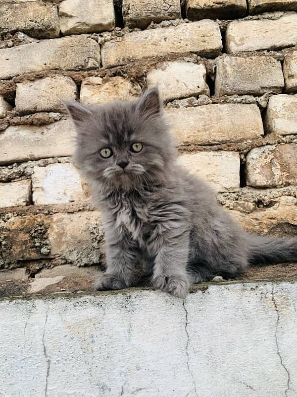 persian kitty 2