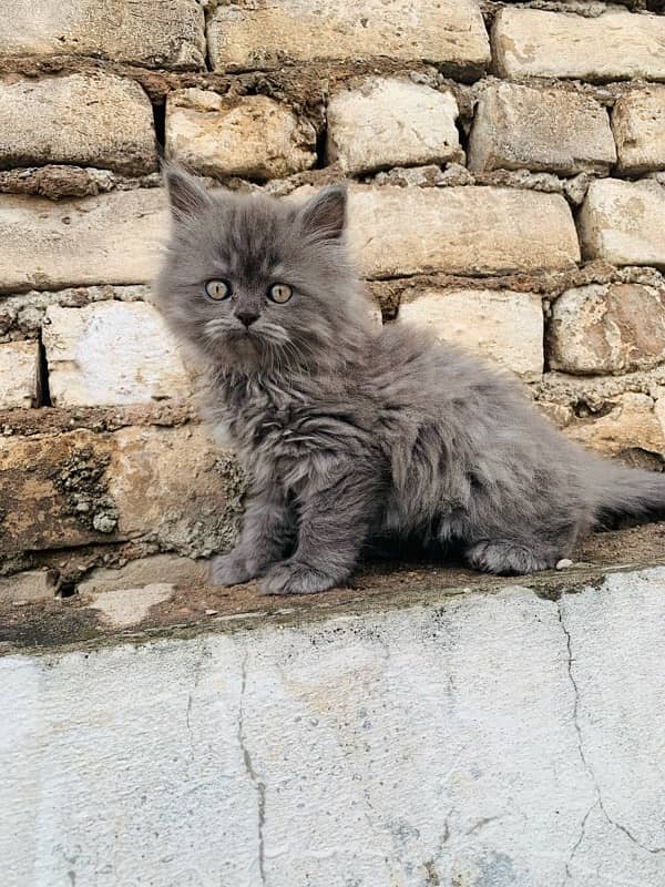 persian kitty 3