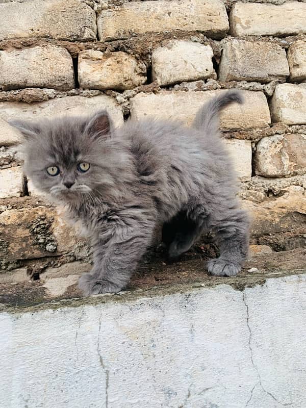 persian kitty 4