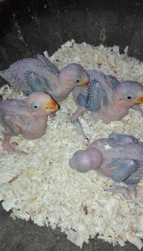 Raw Parrot Chicks 0