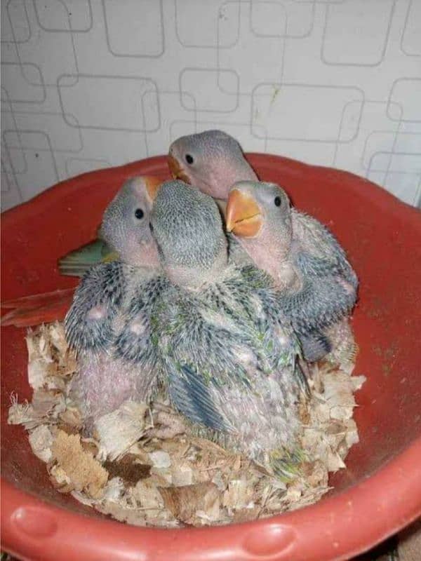 Raw Parrot Chicks 1