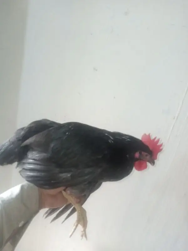 Golden Misri|Hens|Chicks|lohman|Murgiyan|مرغیاں|austerlop/egg laying — photo 7