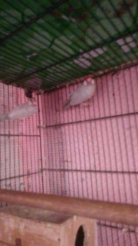 breeding pair . silver 0