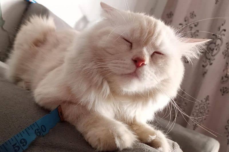 Persian cat for sale fully active white colour 0