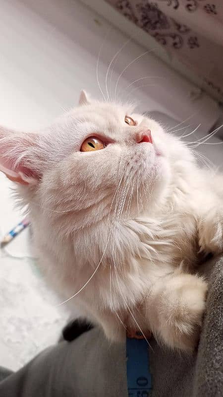 Persian cat for sale fully active white colour 1