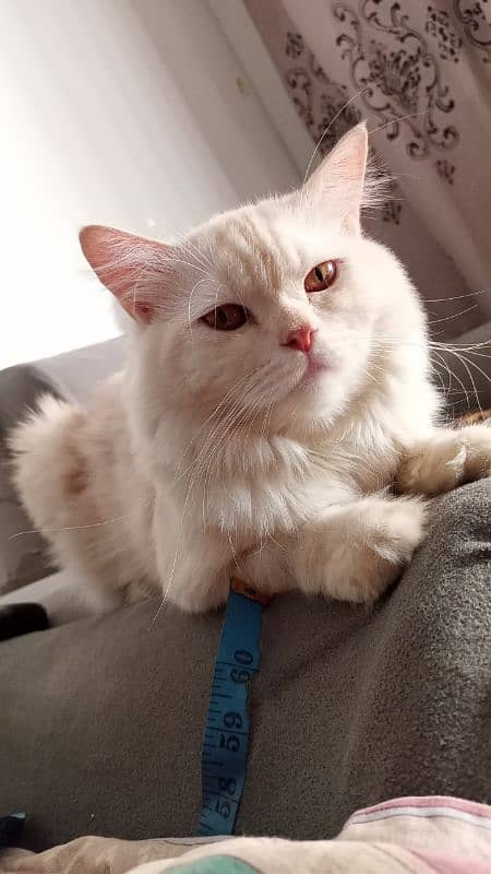 Persian cat for sale fully active white colour 2