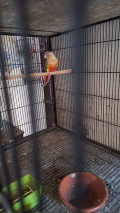 Pineapple conure female(red factor)