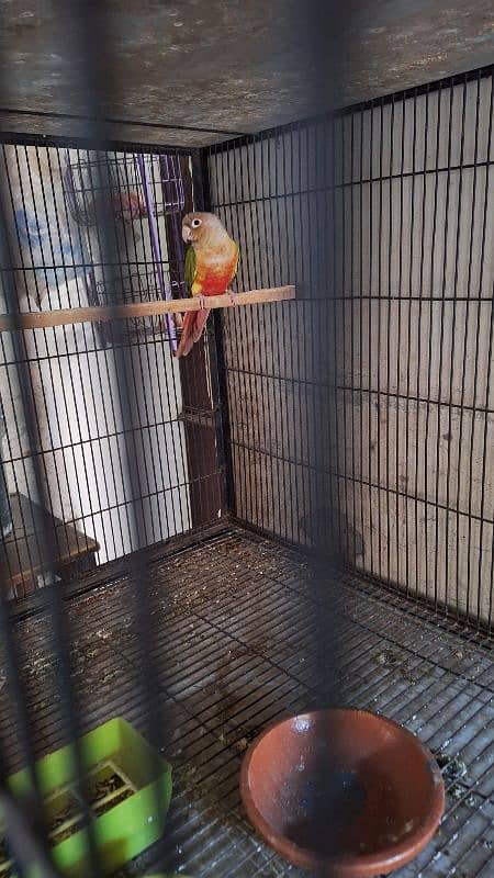 Pineapple conure female(red factor) 0