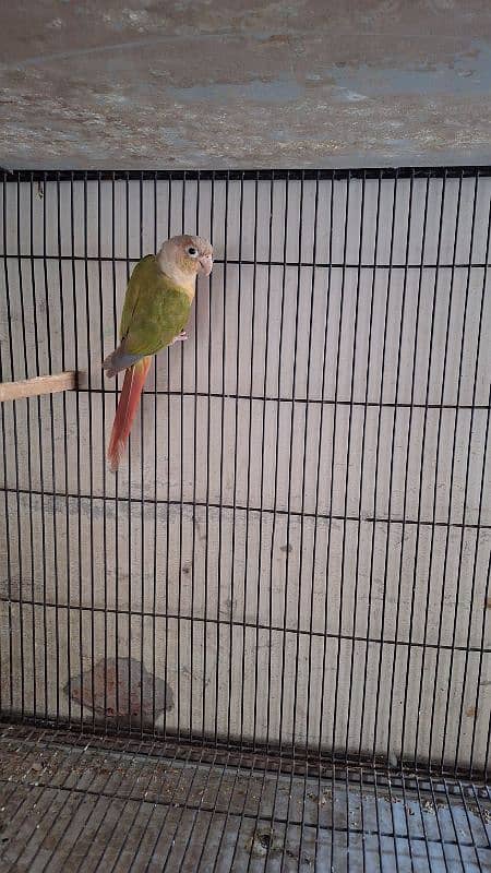 Pineapple conure female(red factor) 1