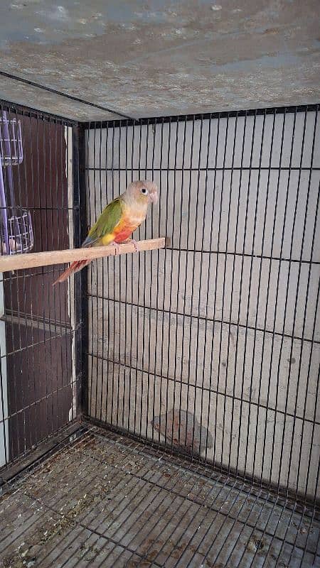 Pineapple conure female(red factor) 2