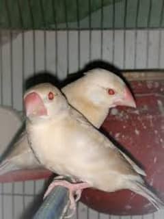 fone Java breeding pair