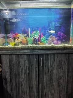 Aquarium and koi Fish for sale