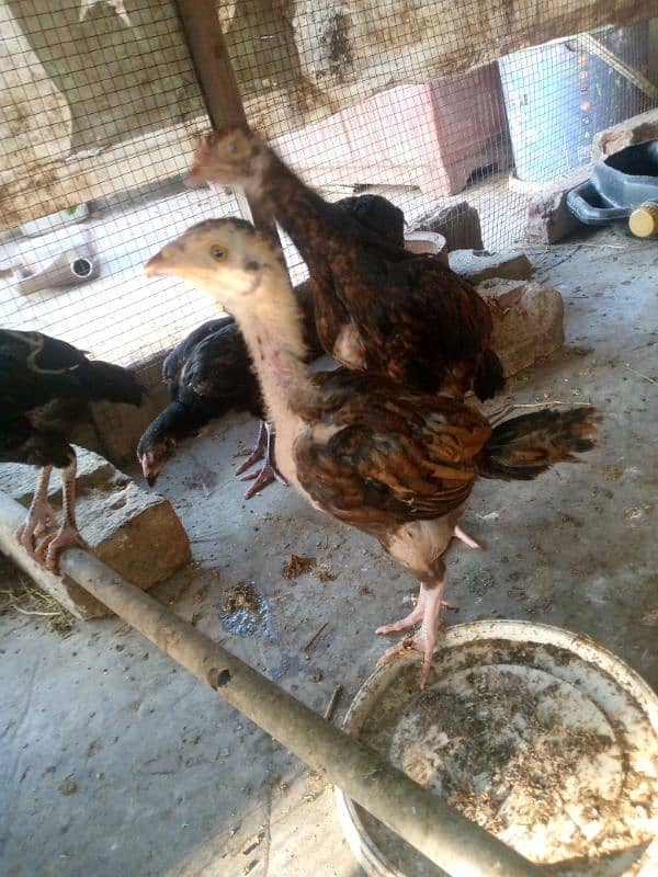 Mushka Aseel + Mianwali Aseel Chicks 1