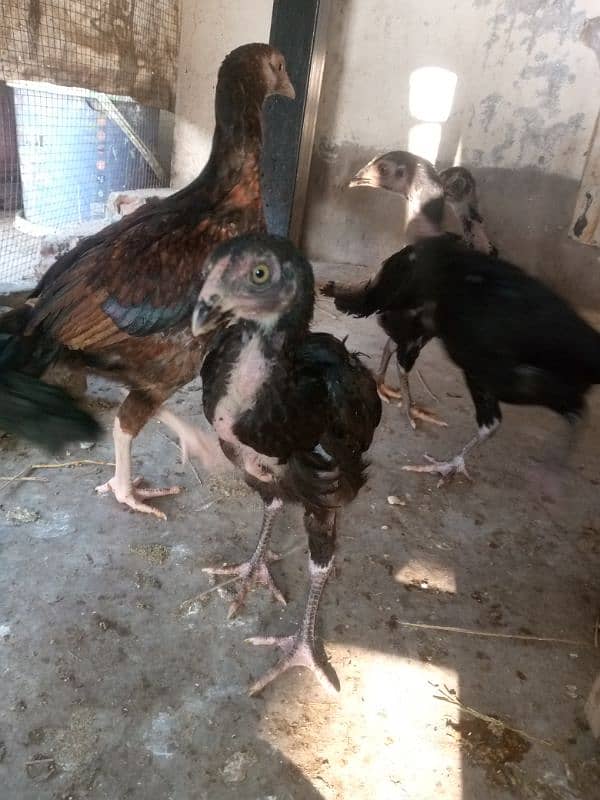 Mushka Aseel + Mianwali Aseel Chicks 5