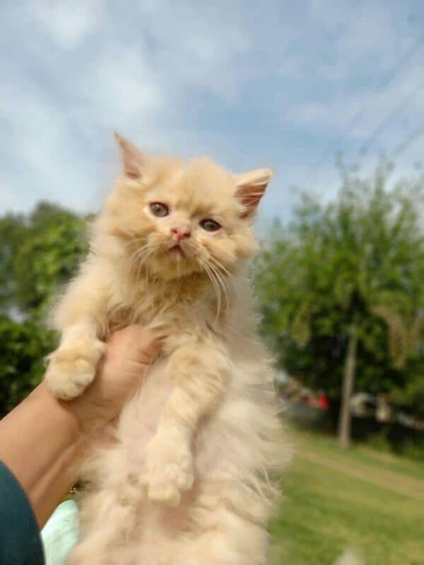 persian fawn female kitten 0