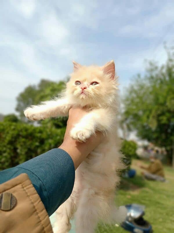 persian fawn female kitten 2