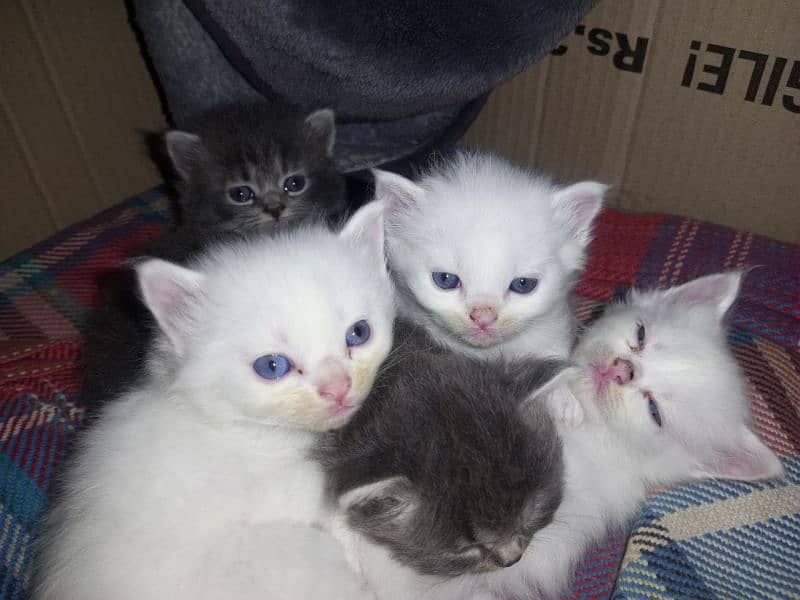 baby cats for sale 2male 3female 0