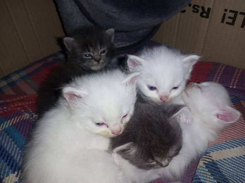 baby cats for sale 2male 3female 1