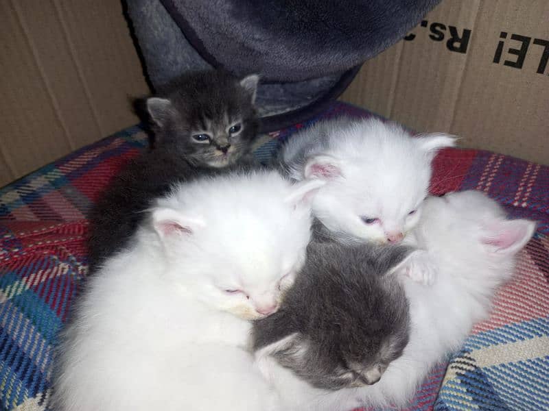 baby cats for sale 2male 3female 2