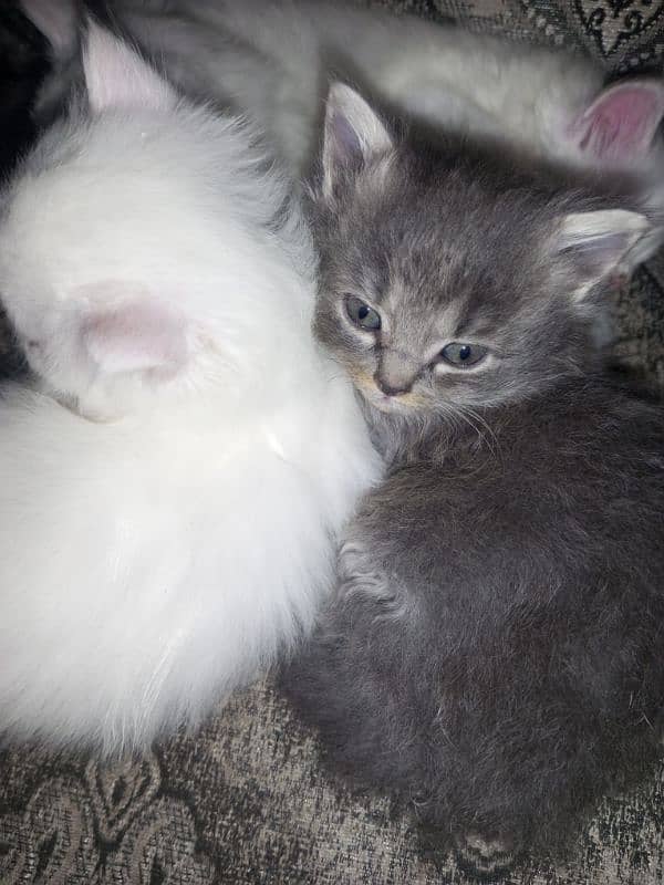 baby cats for sale 2male 3female 3