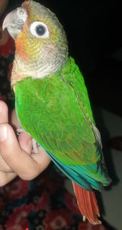 Green cheek hand tamed parrot