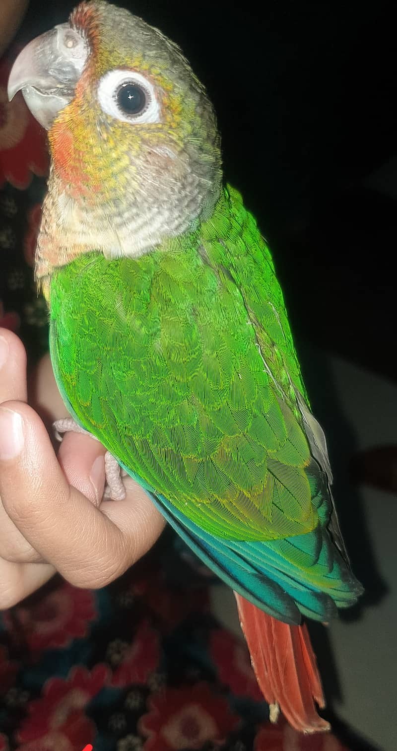 Green cheek hand tamed parrot 0