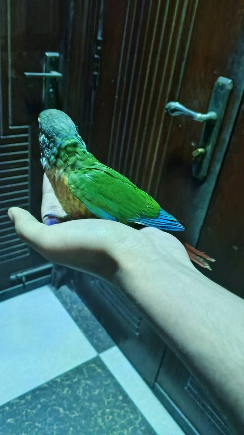 Green cheek hand tamed parrot 1