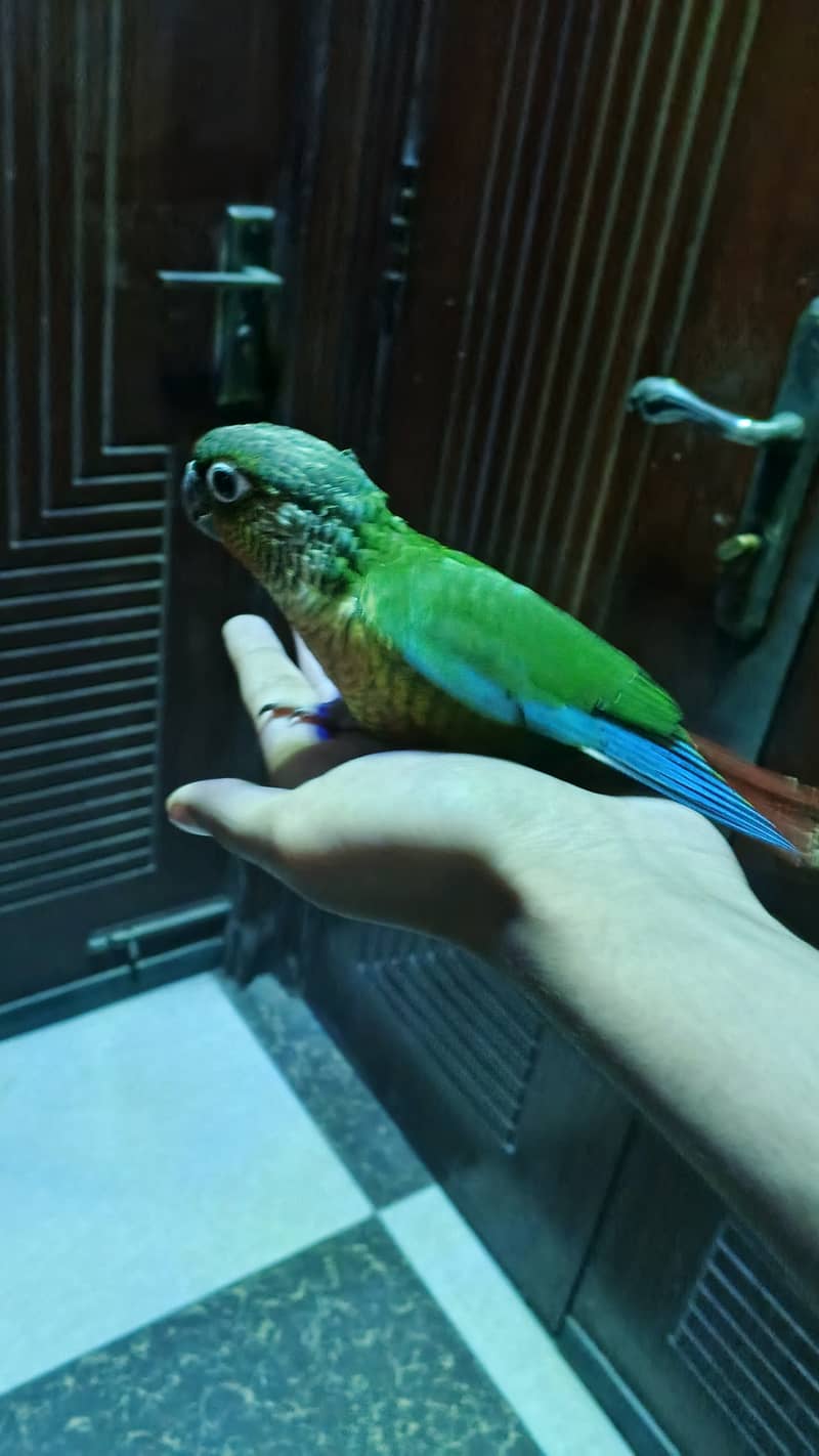 Green cheek hand tamed parrot 2