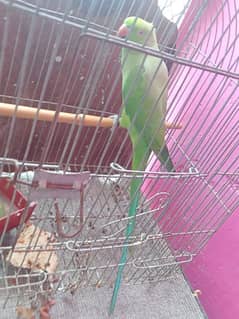 green parrot all ok sell karna ha