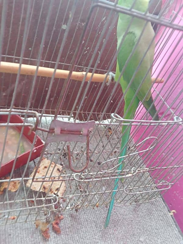 green parrot all ok sell karna ha 1