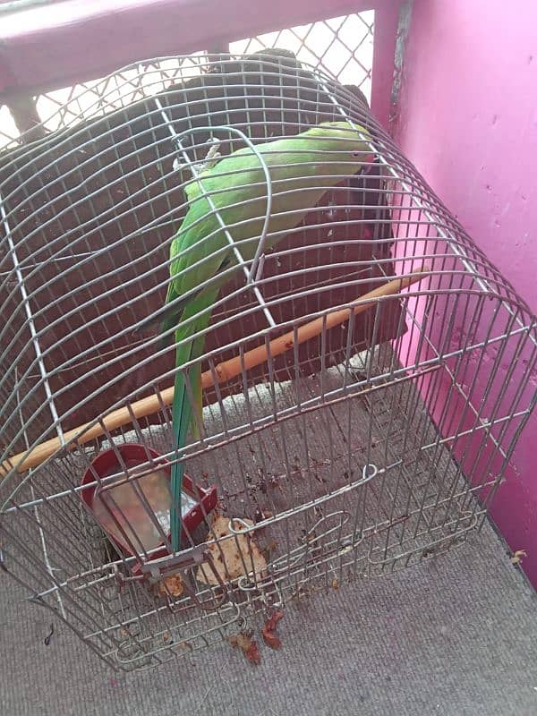 green parrot all ok sell karna ha 3