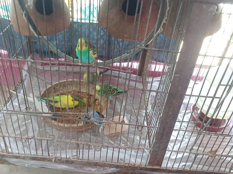 green parrot all ok sell karna ha 4