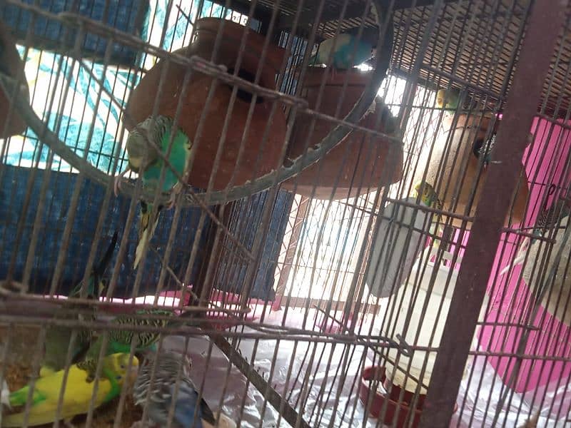 green parrot all ok sell karna ha 5